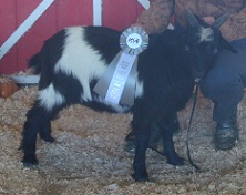 FOF Derrick
